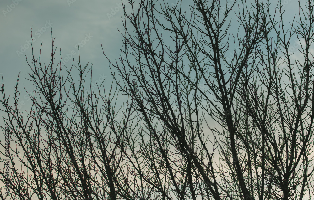Obraz premium Tree branches on a sunset background