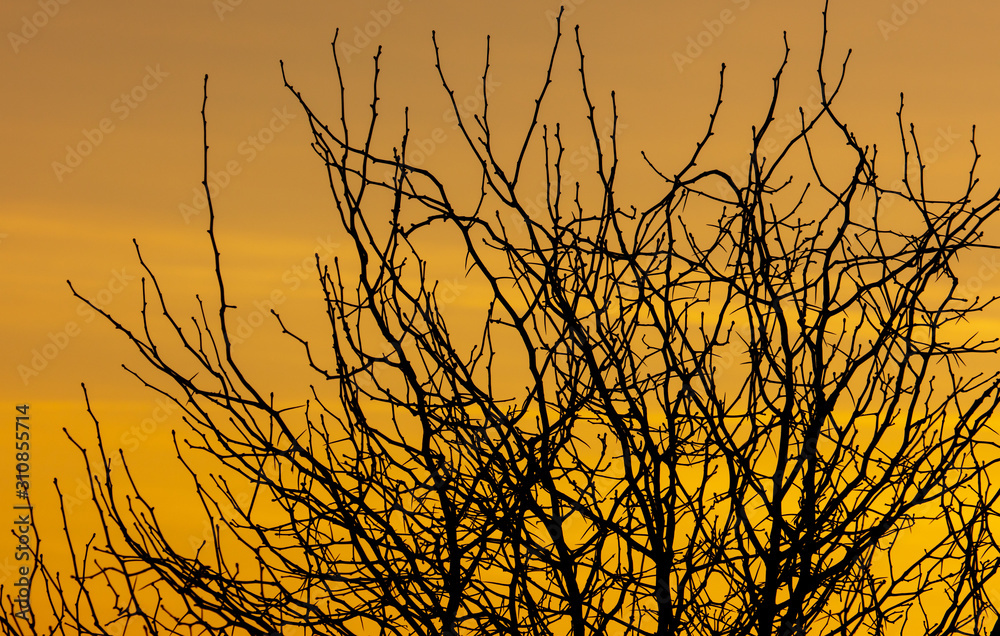 Obraz premium Tree branches on a sunset background