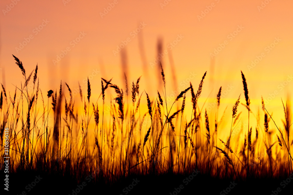 Silhouettes of dry grass on a sunset background Silhouettes of dry grass on a sunset background