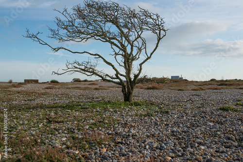 Dead tree on bleak, dramatic land