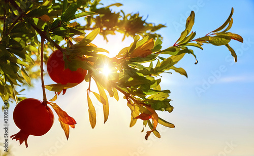Bild auf Leinwand Ripe red pomegranate fruits at branch with leaves in glow of sunset sunlight and blue sky