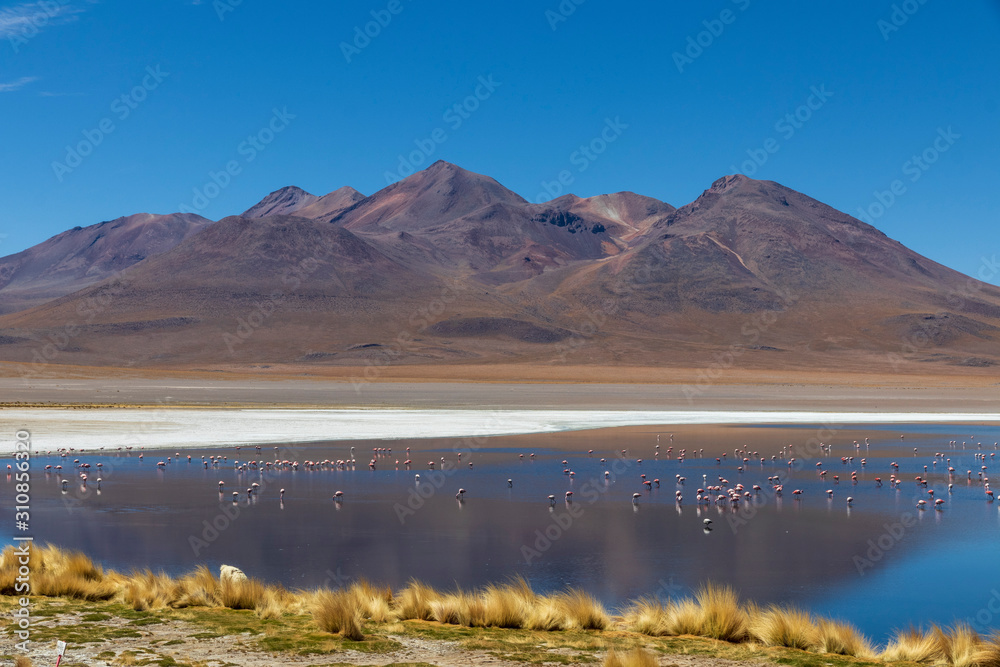 Laguna with flamingos on the altiplano in bolivia Laguna with flamingos on the altiplano in bolivia