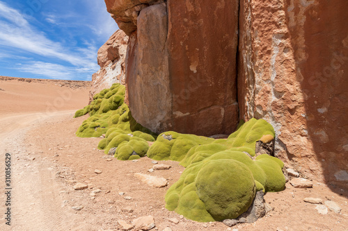 Azorella compacta . Typical moss  of the altiplano in Bolivia photo