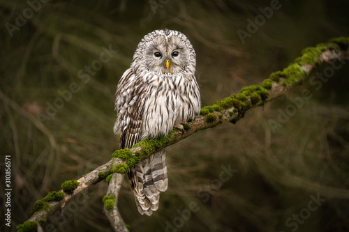 Foto Amazing owl sitting calmly on a tree branch covered with green moss