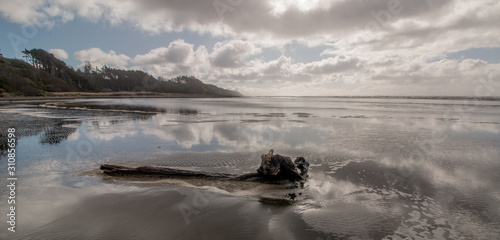 Driftwood on Washington Coast Beach