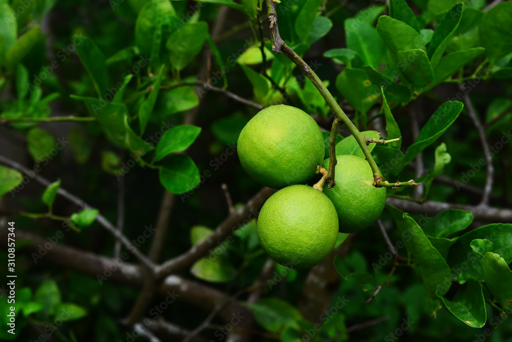 three lime on tree