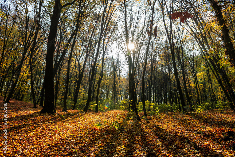 Obraz premium Nice day light autumn forest landscape in Kiev Ukraine nature