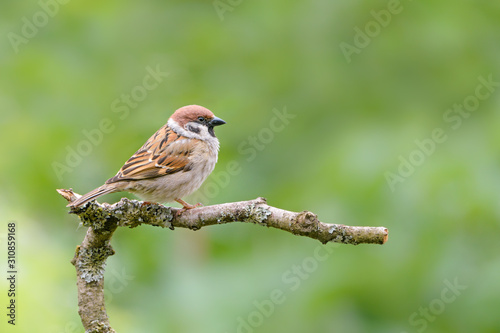 Feldsperling (Passer montanus)