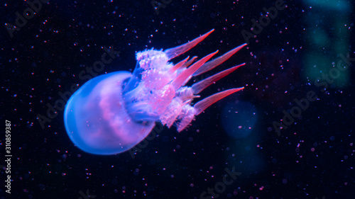 illustration of an jellyfish