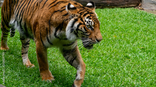 Sumatran tiger close up walking left to right of frame