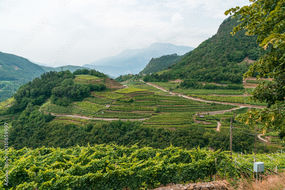 View of grape fields, vineyards in the mountains of northern Italy. Summer day. Production of mountain varieties of wine, Trento View of grape fields, vineyards in the mountains of northern Italy. Summer day. Production of mountain varieties of wine, Trento
