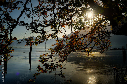 Soleil entre les branches d'un arbre sur le Lac Majeur à Locarno, Suisse