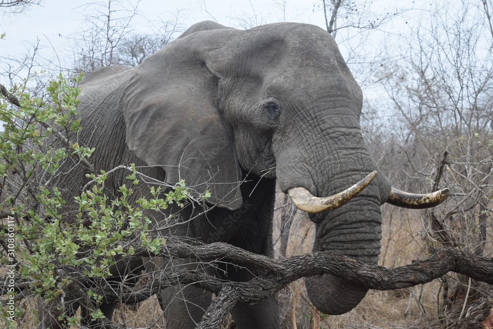Fototapeta premium wild elephant in Kruger national park South Africa