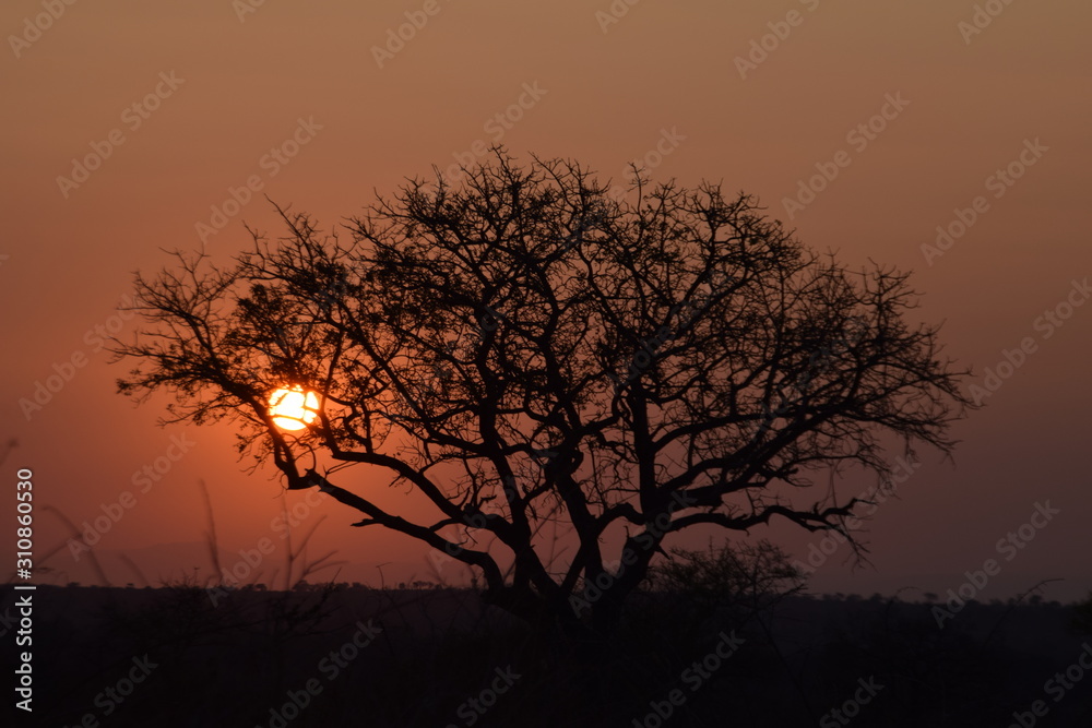 Beautiful sunset in Kruger National Park in South Africa