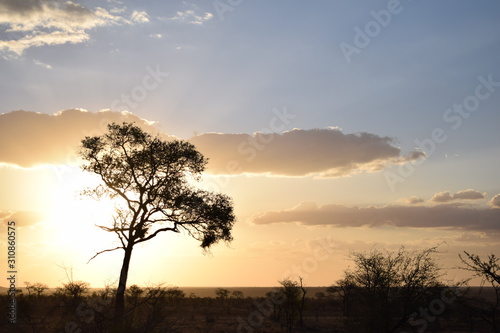 Wallpaper Mural Beautiful sunset in Kruger National Park in South Africa Torontodigital.ca