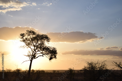 Beautiful sunset in Kruger National Park in South Africa