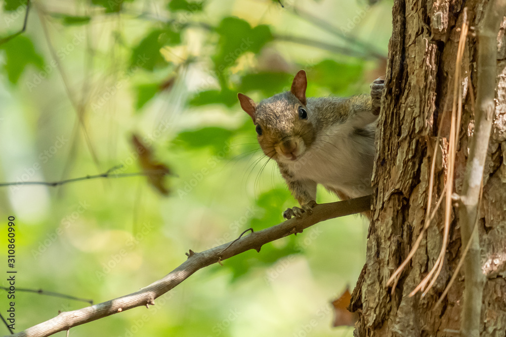 A curious cute little squirrel peeks around a tree trunk at Crowder Park in Apex, North Carolina. Could be a meme for nosy or listening in on gossip. A curious cute little squirrel peeks around a tree trunk at Crowder Park in Apex, North Carolina. Could be a meme for nosy or listening in on gossip.
