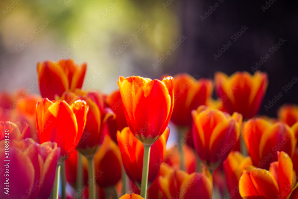tulip flower in winter tulip flower in winter