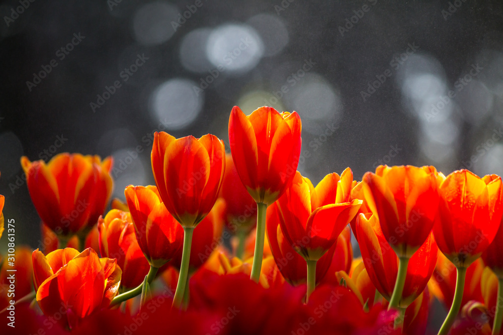 tulip flower in winter 