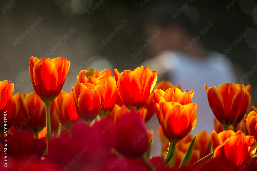 Fototapeta premium tulip flower in winter 