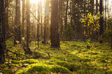 Forest summer landscape - forest trees with grass on the foreground and sunlight shining through the forest trees