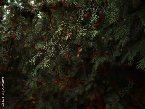 Background with realistic coniferous branches and berries.