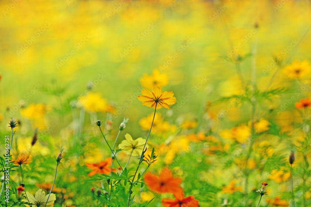 Soft focus bloom yellow chrysanthemums daisy flower background pattern