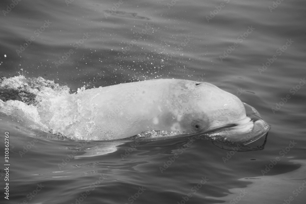 Fototapeta premium Beluga