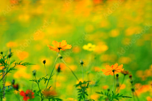 bloom yellow chrysanthemums daisy flower background pattern © njmucc