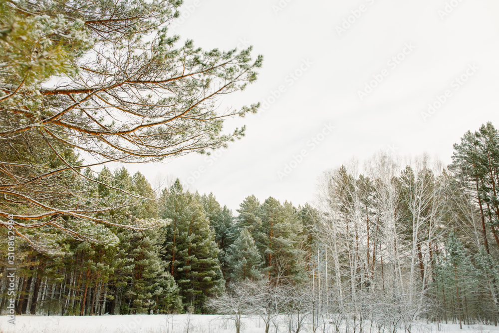 Fototapeta premium trees in the forest
