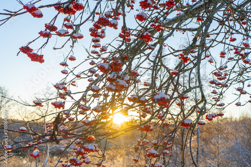 Red rowan berries on the branch in the blue sky background. Scandinavian winter. Swedish nature wallpaper  background with place for text.