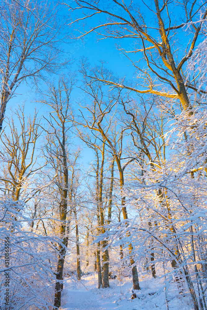 Bright winter day in Sweden. Frosted trees and snowy ground. Winter in scandinavia. Landscape wallpaper. Nature photo.