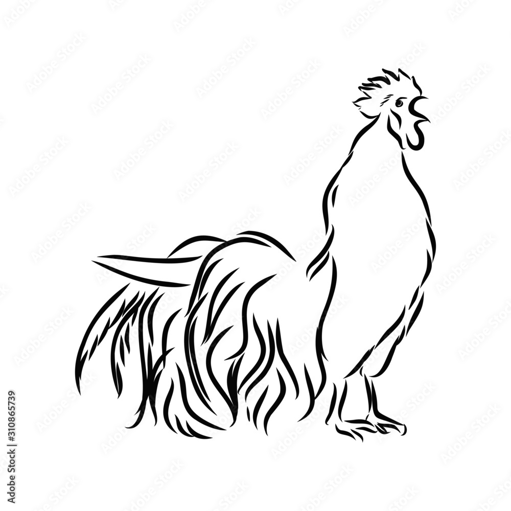 vector illustration of a rooster