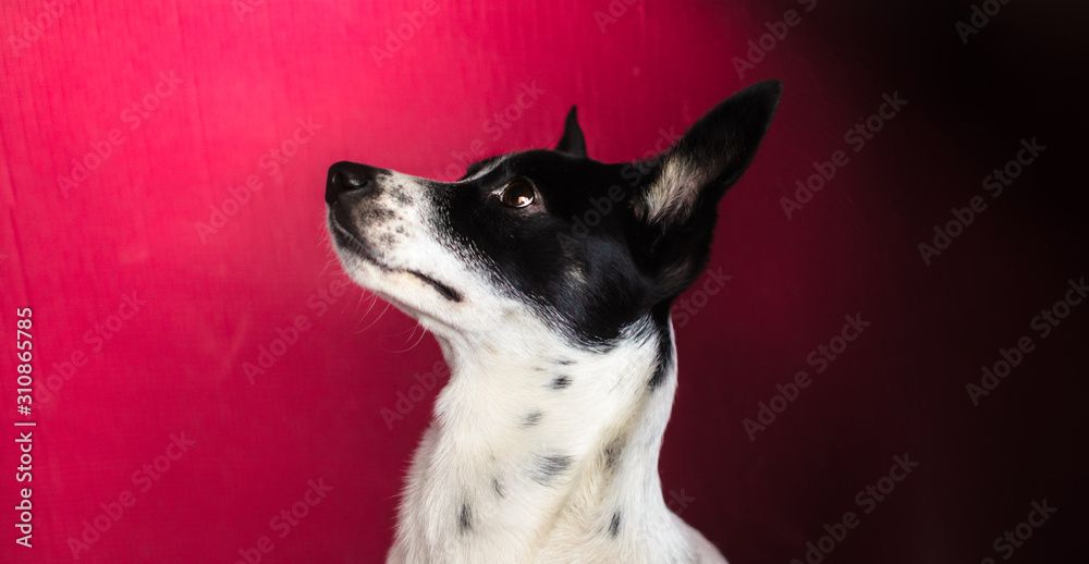 Basenji dog with big ears on a beautiful simple red background, illustrative portrait in profile