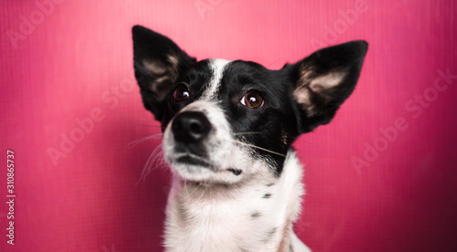 Basenji dog with big ears on a beautiful simple red background, illustrative portrait