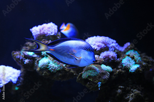Fototapeta Naklejka Na Ścianę i Meble -  Sohal Tang (Acanthurus sohal) swimming in aquarium tank.