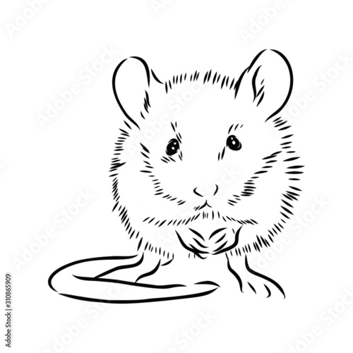illustration of a mouse