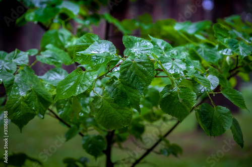 Lush green leaves on the tree after the rain