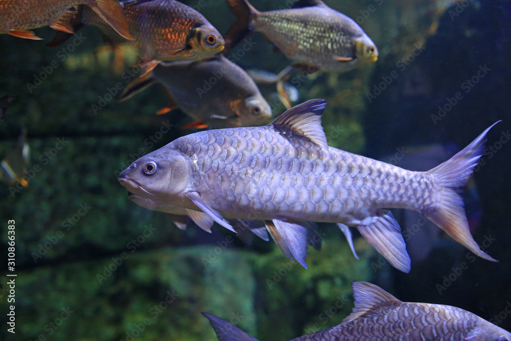 Freshwater fish carp (Cyprinus carpio or Khela Mahseer) swimming under water in aquarium tank. Freshwater fish carp (Cyprinus carpio or Khela Mahseer) swimming under water in aquarium tank.