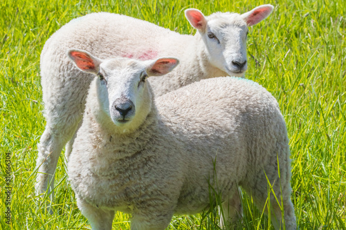 Sheep on the farm