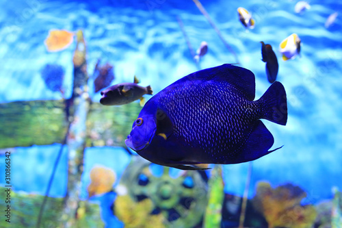 Blue faced angelfish (Pomacanthus xanthometopon) swimming under water in aquarium tank. © zilvergolf