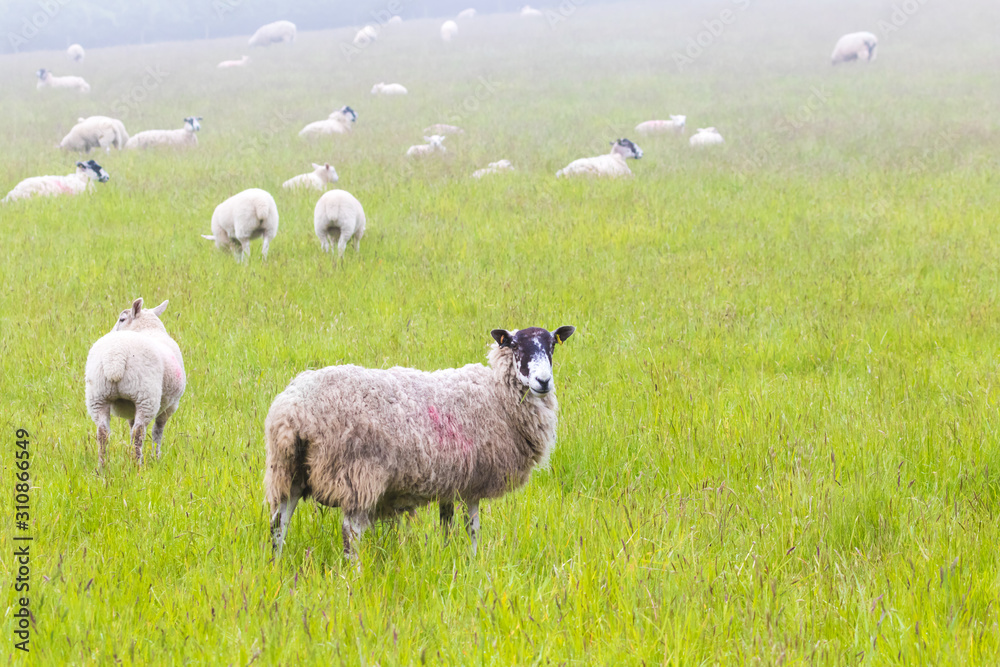Obraz premium Sheep on the farm