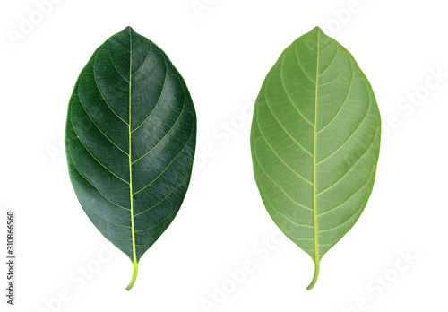 Fresh green leafs isolated on white background.