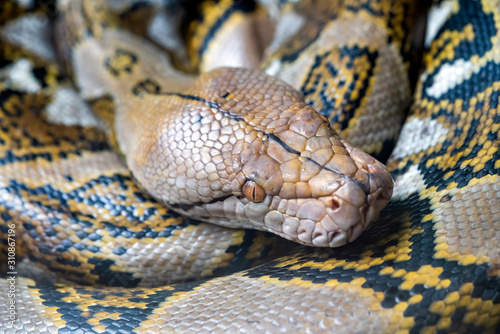 Reticulated python (Malayopython reticulatus) snake sometimes known as Royal Python or Ball Python © Tony Baggett