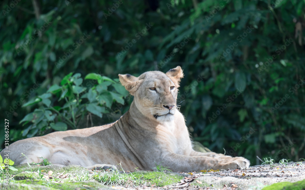 Fototapeta premium female African Lion or lioness (Panthera leo) resting on top of a grass.