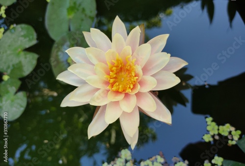 The lotus flower is a biennial aquatic plant. Is monocotyledon In fresh and clean water In addition, the lotus is the queen of aquatic plants.