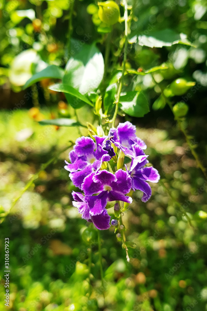 close up fruit or seed and flower of Golden dewdrop or Sky flower or Pigeon berry close up fruit or seed and flower of Golden dewdrop or Sky flower or Pigeon berry