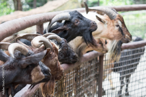 Goats head Young goats are eating vegetable little goats are in a small open-air wooden stable at garden goat farm.travel tourism.