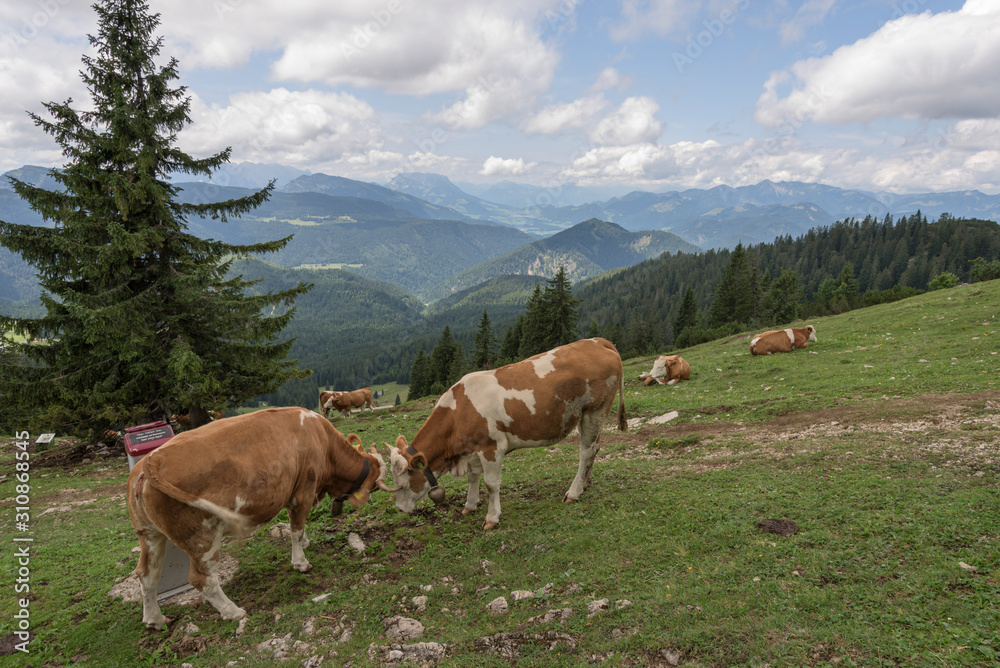 Rinder am Dürnbachhorn: Blick nach Norden