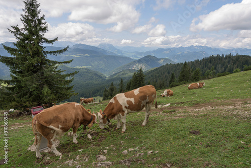 Rinder am Dürnbachhorn: Blick nach Norden